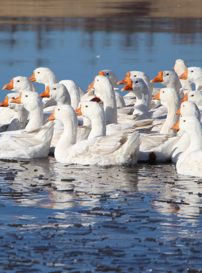 Etický-kodex-je-garancí-dobrého-života-hus-a-kachen-1