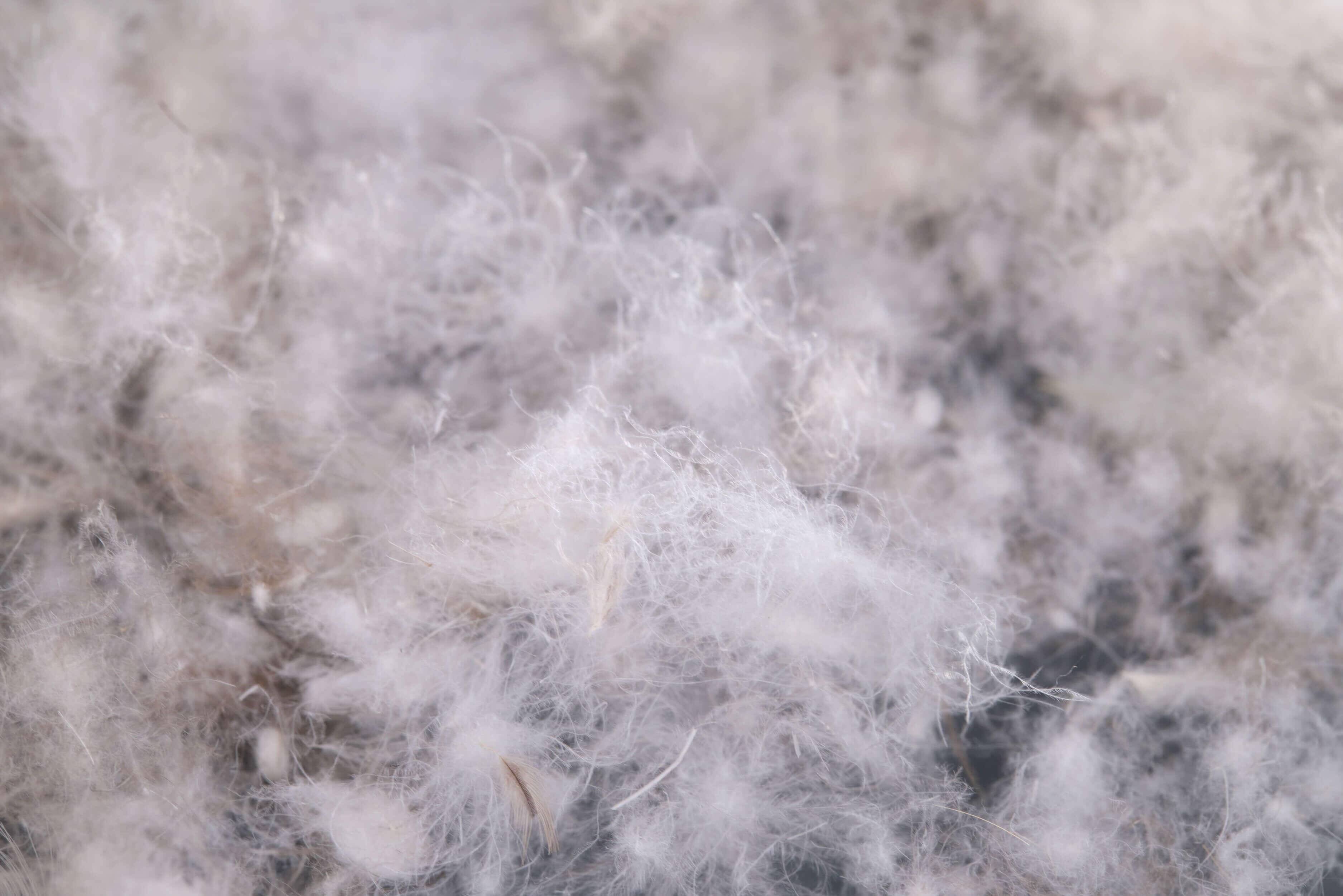 116765_MedRes_Downwool_Robl_MedRes (1)