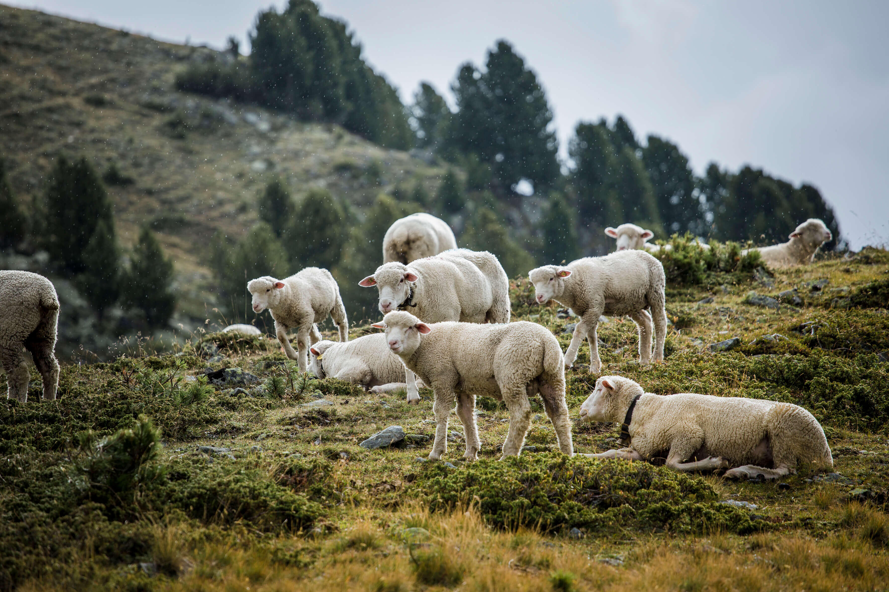 ORTOVOX_SWISSWOOL_WS2324_HHeckmair_V8A9278 (1)